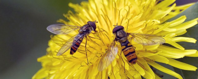 蜂的组词有哪些(蜂的组词怎么组)