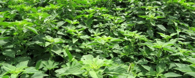 玉谷叶的作用(玉谷叶吃法)