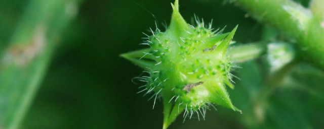 关于刺蒺藜的功效和禁忌(刺蒺藜的副作用)