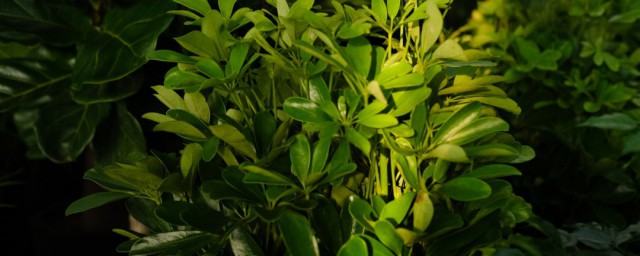 鹅掌木养殖方法和注意事项简单介绍(怎么养鹅掌木)