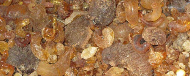 树胶清洗干净的方法(树胶怎么擦掉)