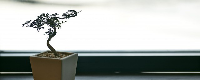 紫檀盆栽养殖方法(紫檀盆栽怎么养)