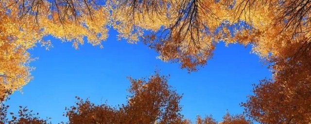 胡杨树爱情寓意有哪些(胡杨树代表什么象征意义)