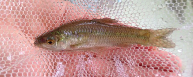 参鱼是一种什么品种鱼(参鱼又叫什么鱼)