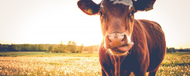 对牛弹琴文言文的道理是什么(读了对牛弹琴的文言文你明白了什么)