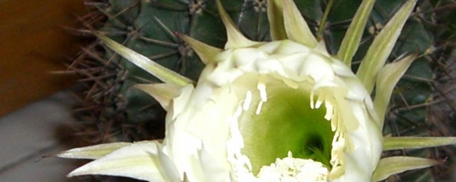 仙人球怎么养才开花(仙人球如何养出花)