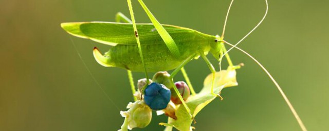 纺织娘动物介绍(纺织娘是什么样的动物)