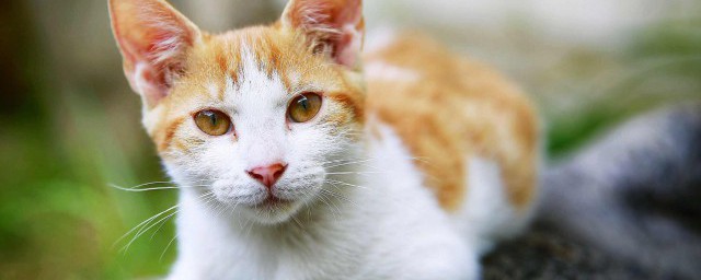 养猫攻略都有哪些(养猫 必备)