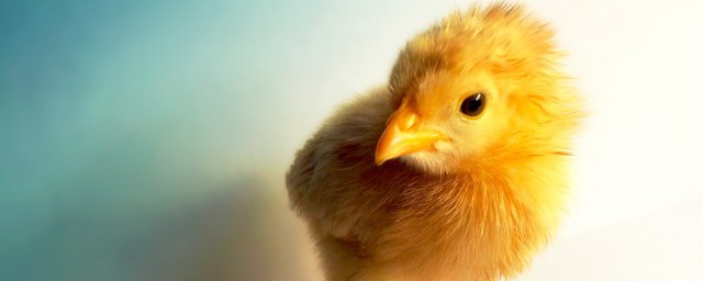 冬天小鸡出壳后怎么养(冬天小鸡几天出壳)