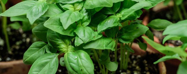 豆辫怎么养(脏辫怎么保养)