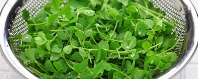 吃苜蓿菜的好处(苜蓿菜的功效和吃法)