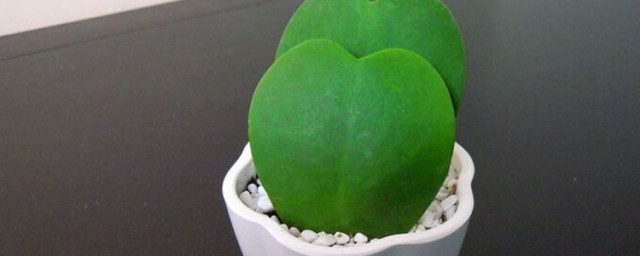 心形球兰如何养殖(球心兰的种植方法)