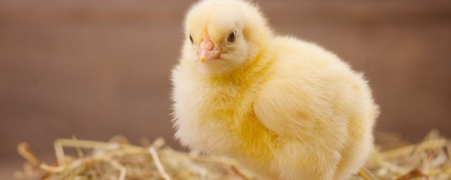 冬天小鸡出壳后如何养(冬天小鸡几天出壳)