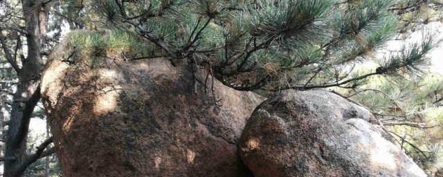 凤凰石简单介绍(白色凤凰石图片)