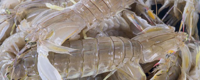 皮皮虾怎么养殖(皮皮虾养殖方法)