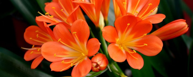 君子兰开花后处理方法(君子兰开花结果后怎么处理)