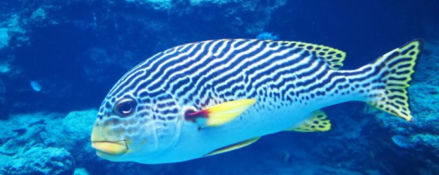 红沙鱼简单介绍(红沙鱼的做法大全)