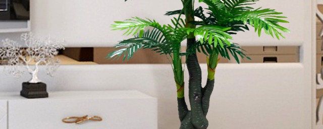 椰子树盆栽的方法简单介绍(椰子树的移栽方法)