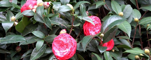 茶花养殖方法介绍(茶花如何种养)