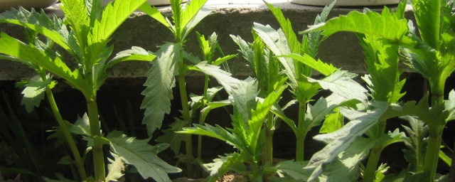 天麻苗的形态特征(天麻苗长什么样子)