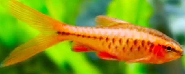 樱桃灯鱼如何养殖(红绿灯鱼好养吗)