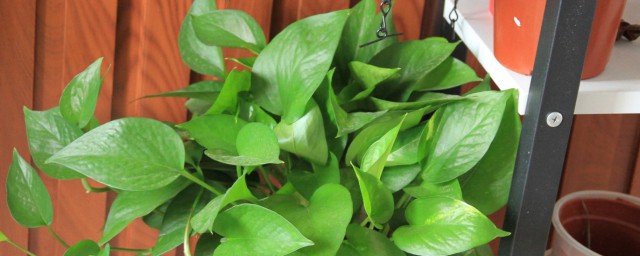 如何养绿萝才会爆盆(如何让绿萝爆盆?只需学会这一招)