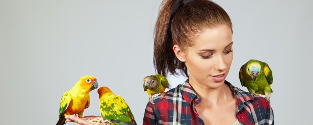 小太阳鹦鹉怎么养(小太阳鹦鹉怎么养才亲人)