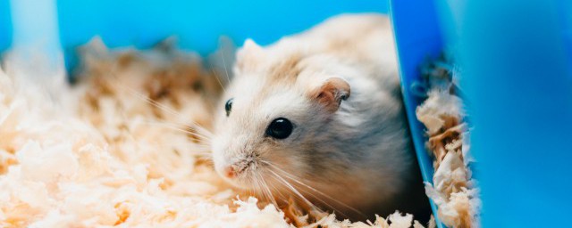 如何养一线仓鼠(养三线仓鼠)