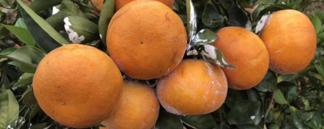 茂谷柑喷石灰的原因(为什么茂谷柑要涂石灰)