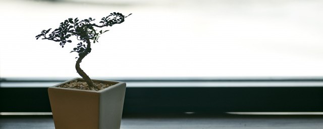 栀子花盆景的养殖方法(栀子花做盆景)