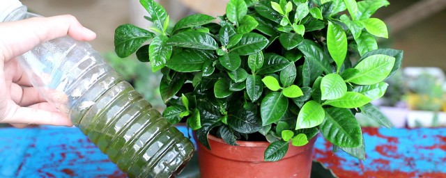 栀子花盆栽养殖方法介绍(栀子花的养殖方法 盆栽 家庭)