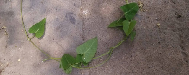 刺猴子去除方法(刺瘊子怎么样去除)