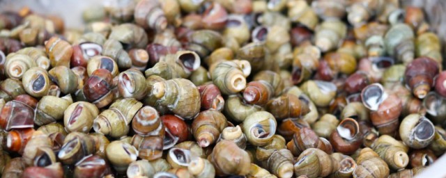 清洗田螺的妙招(清洗田螺的方法)