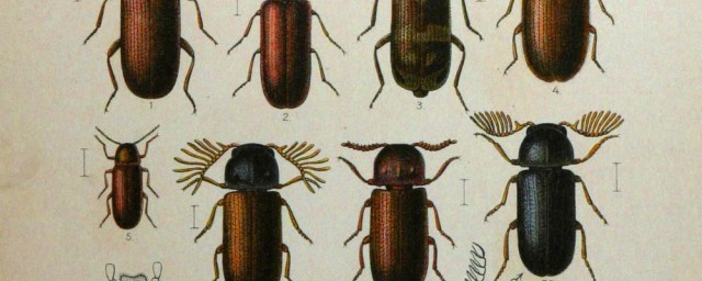 如何防治烟草甲(烟草甲怎么根除)