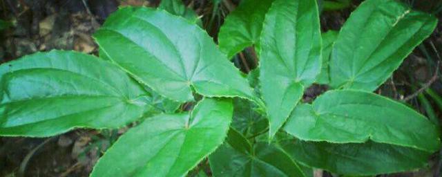 关于霪羊霍的功效和禁忌介绍(中药霍羊霪的功效与禁忌)