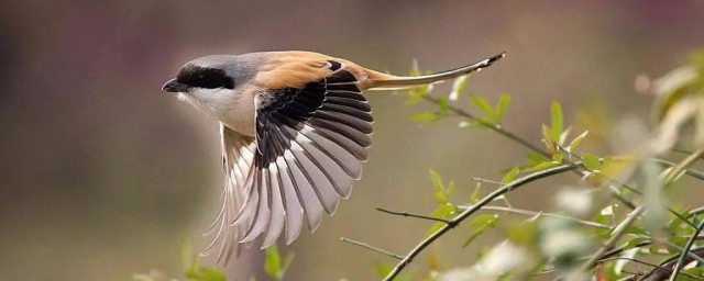 劳燕分飞指的是什么(劳燕分飞指的是什么蚂蚁庄园)