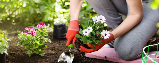 植物过冬有哪些方法(植物过冬有什么方法)