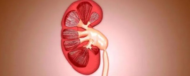 肾盂简单介绍(肾盂的概念)