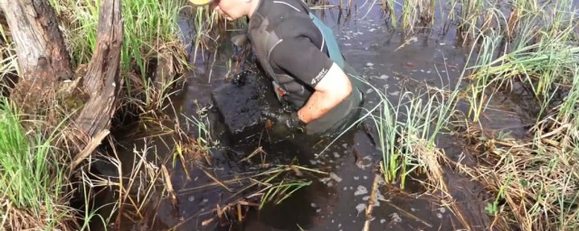 人掉入沼泽会去哪里本(人进了沼泽地还能出来吗)