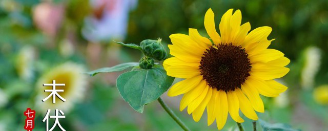 入伏是啥(入伏是啥时候入伏的时间是啥时候的)