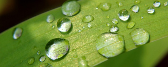 什么是甘露(什么是甘露蜜)