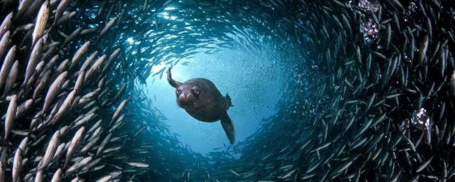 鲶鱼效应介绍(鲶鱼效应是什么?)