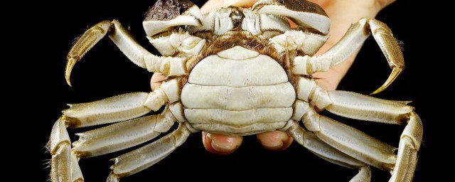 清洗干净蟹的窍门(蟹怎么清洗与做法)