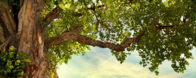 南京的市树和市花分别是什么(南京的市树是什么?)