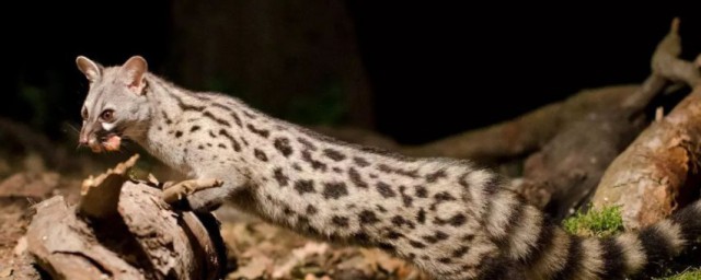 獛简单介绍(48÷3的讲解)