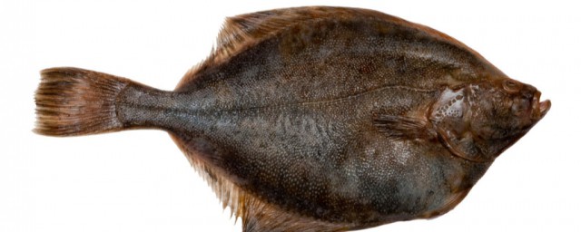 假鲽鱼的介绍(假冒鲽鱼的鱼是什么鱼)