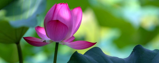 荷花这篇课文的主要内容(《荷花》课文主要写了什么)