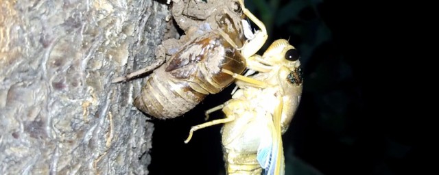 蝉蜕壳如何清洗(蝉怎么蜕壳的)