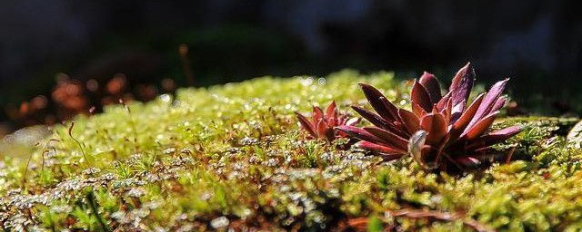 关于红景天的副作用和禁忌(红景天的功效与作用禁忌与副作用有哪些)