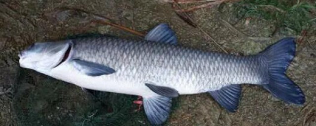 何谓大青鱼(青鱼到底是什么鱼)